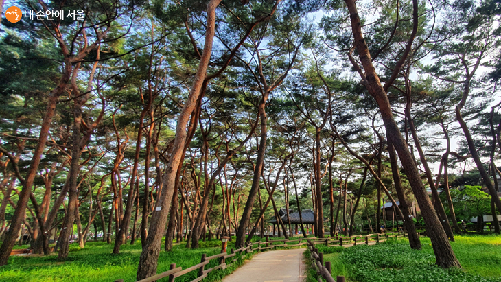 솔밭공원은 소나무 1천여 그루가 숨쉬고 있는 도심 속 자연휴양림이다