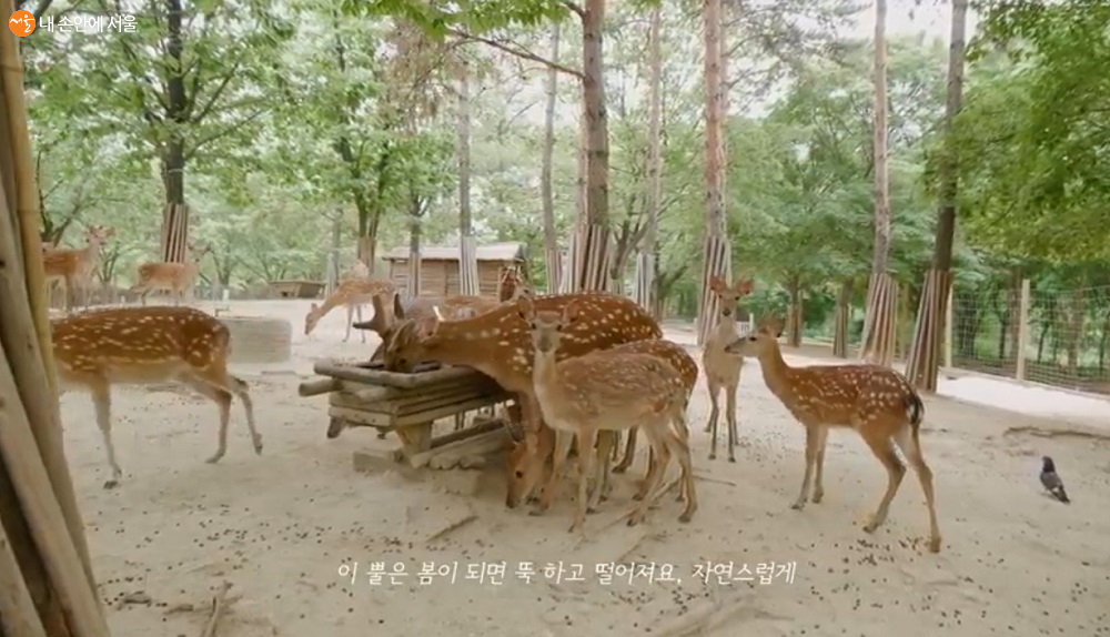 서울숲에서 살고 있는 꽃사슴들 ⓒ서울그린트러스트 유튜브