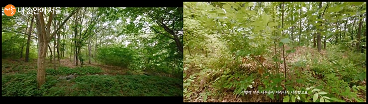 비공개구역에서 자연스럽게 자라난 나무들 ⓒ서울그린트러스트 유튜브