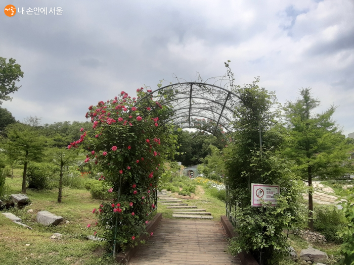장미꽃 향기가 솔솔 풍기는 치유의 정원 내 장미터널