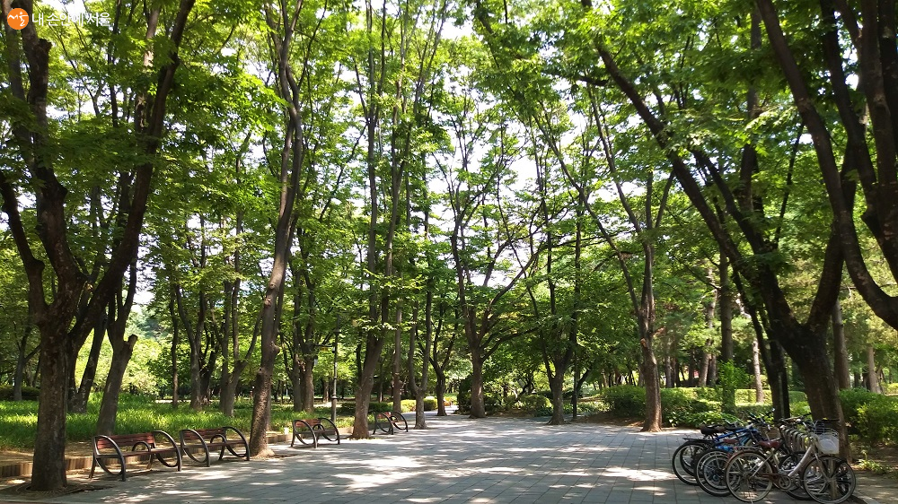아시아공원 광장에서 본 울창한 숲 속 공원 전경 