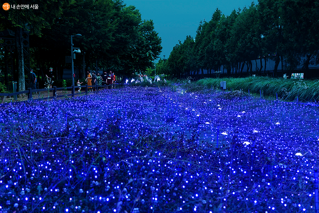수천 마리의 반딧불이가 반짝이는 듯 환상적인 공간 