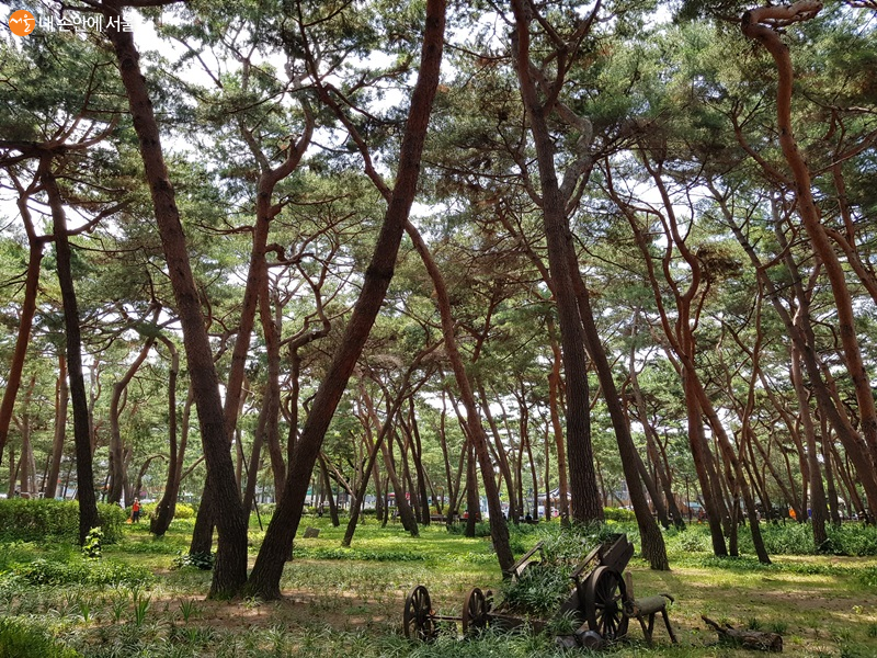 100년 된 소나무들이 서있는 솔숲의 모습