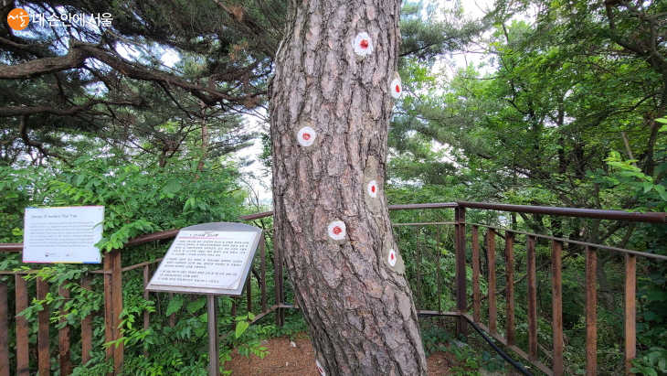 1·21사태 소나무는 1968년 ‘1·21사태’ 교전의 흔적이 남아 있는 소나무이다