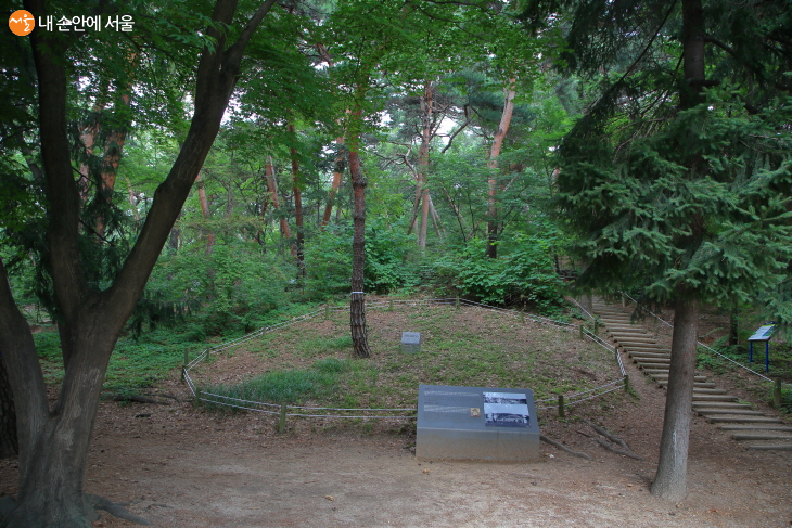 명성황후가 20여 년 묻혔던 홍릉 터, 이제는 소나무 한 그루가 옛 무덤의 자취를 간직하고 있다.