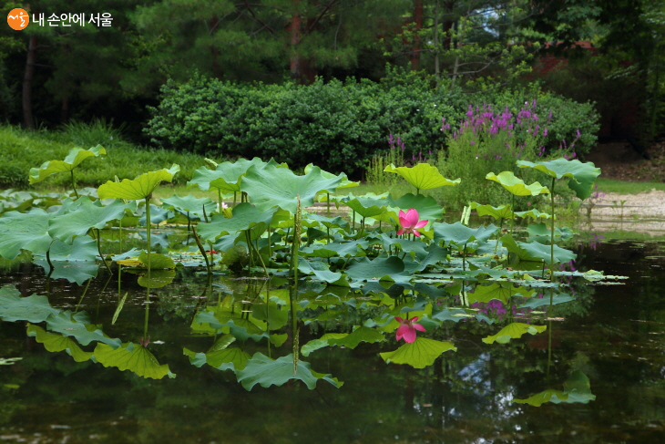 제1수목원 연못에 털부처꽃이 피고 수련과 수국도 어우러져 한껏 근사한 정경을 자아낸다. 
