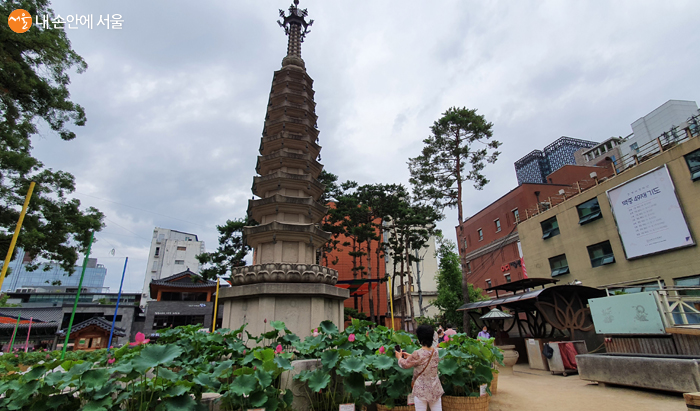 법당 앞마당에 부처님의 사리가 봉안되어 있는 7층 석탑 주변에도 연꽃은 화려하다