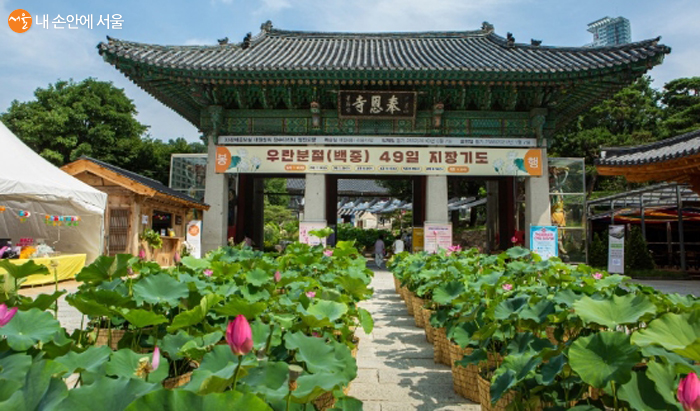 9월 3일(목)까지 제5회 연꽃축제가 열리고 있는 강남 봉은사 