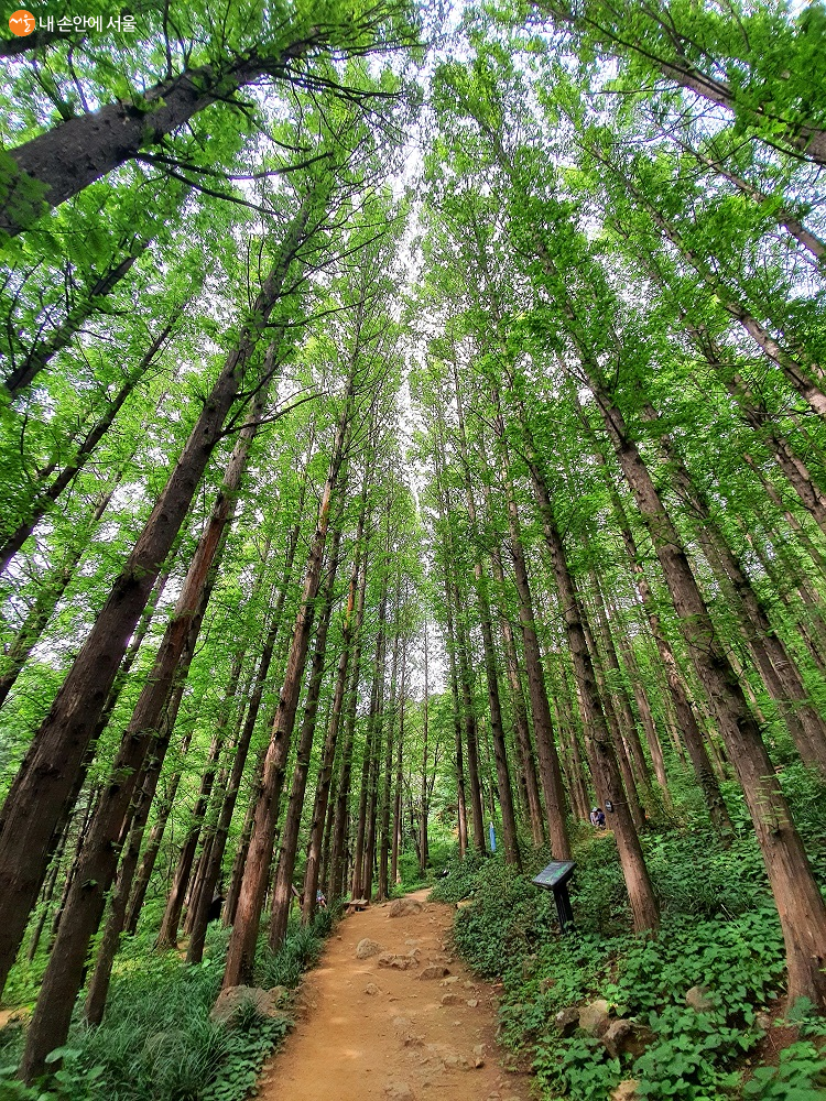 서울시 여름 녹음길 220선 중 하나로 선정된 안산 메타세쿼이아 숲길 