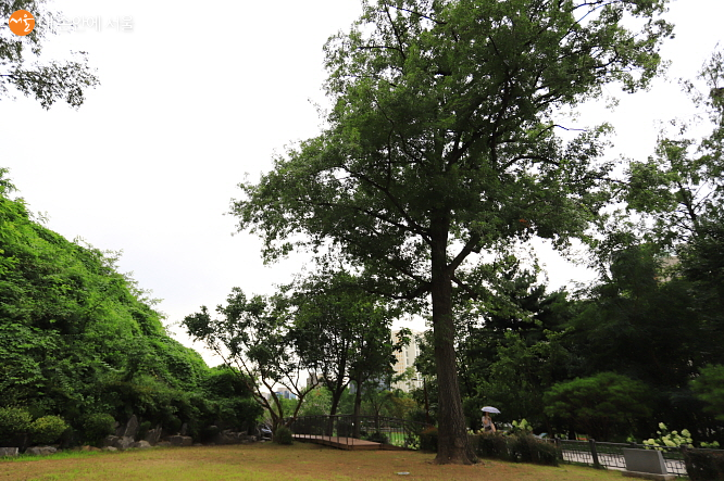 84년전의 묘목이 거대한 대왕참나무로 우뚝 서 있는 월계관 기념수 