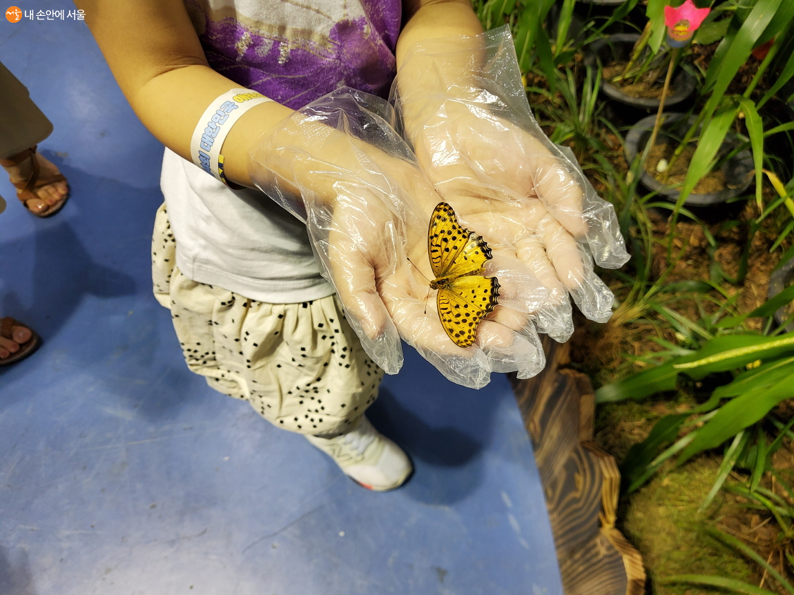 중앙에 위치한 곤충주제관에서 한 아이가 호랑나비를 살펴보고 있다