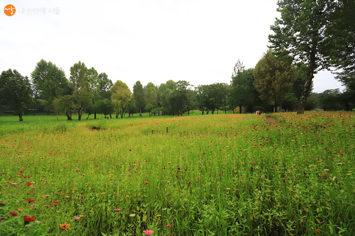 둘레가 약 4km에 이르는 공원의 60%가 녹지로 조성되어 있다. 초지에 들꽃이 만발해 있다