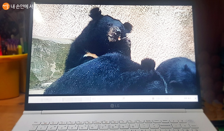 내 방 노트북으로 들어온 반달가슴곰들 