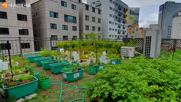 건물 옥상 상자텃밭에서도 신선한 채소들을 키운다. 