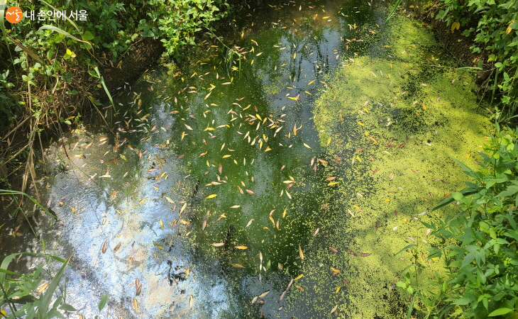 한옥마을 뒤편으로 잘 보존된 습지가 있다.