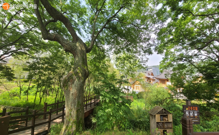 보호수인 수령 260년의 느티나무도 한옥 마을의 운치를 더해준다.