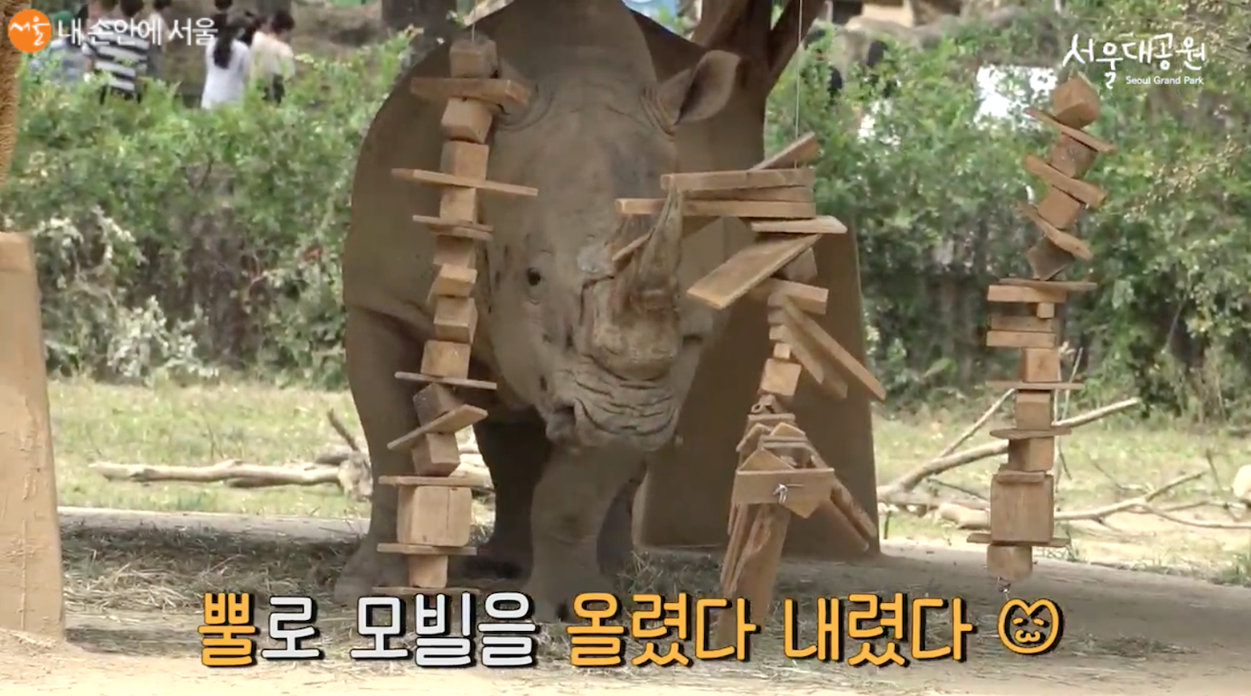 코뿔소가 새로 설치된 모빌을 활용해 뿔갈이를 하고 있다.