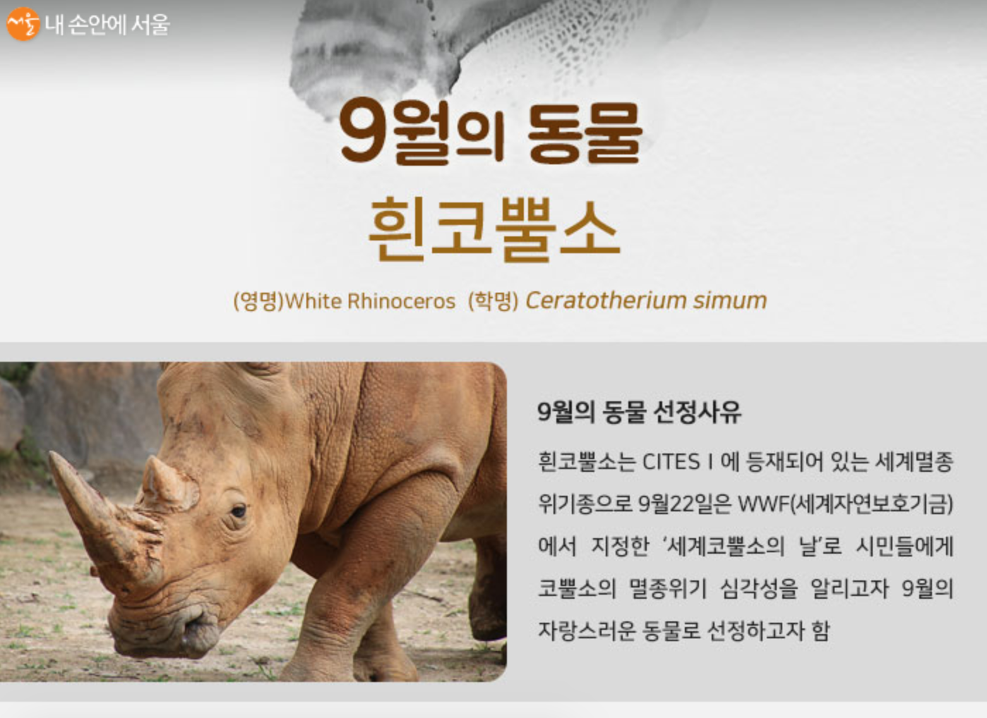 서울동물원은 코뿔소의 날을 맞아 이달의 동물로 흰코뿔소를 선정했다.