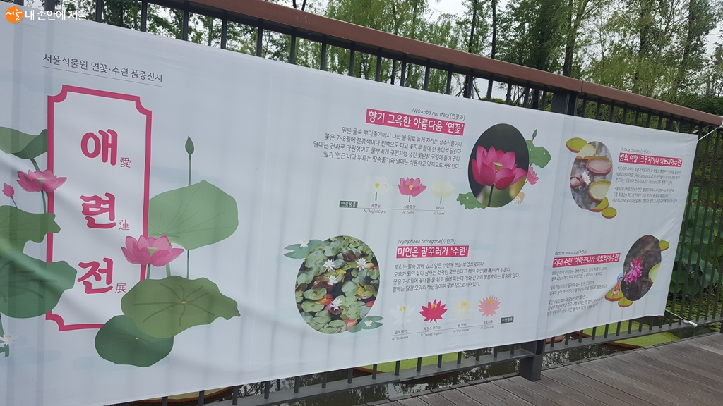 서울식물원 호수원에서 열리고 있는 연꽃 전시 '애련전' 