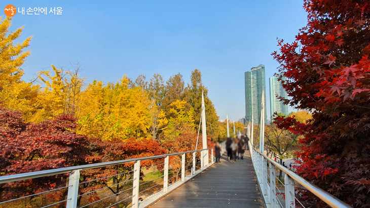 보행가교 위에서 볼 수 있는 서울숲의 풍경 