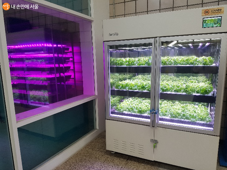 작은 공간에서 효율성 높는 채소 재배가 가능한 컨테이너형 스마트팜이 각광을 받고 있다. 