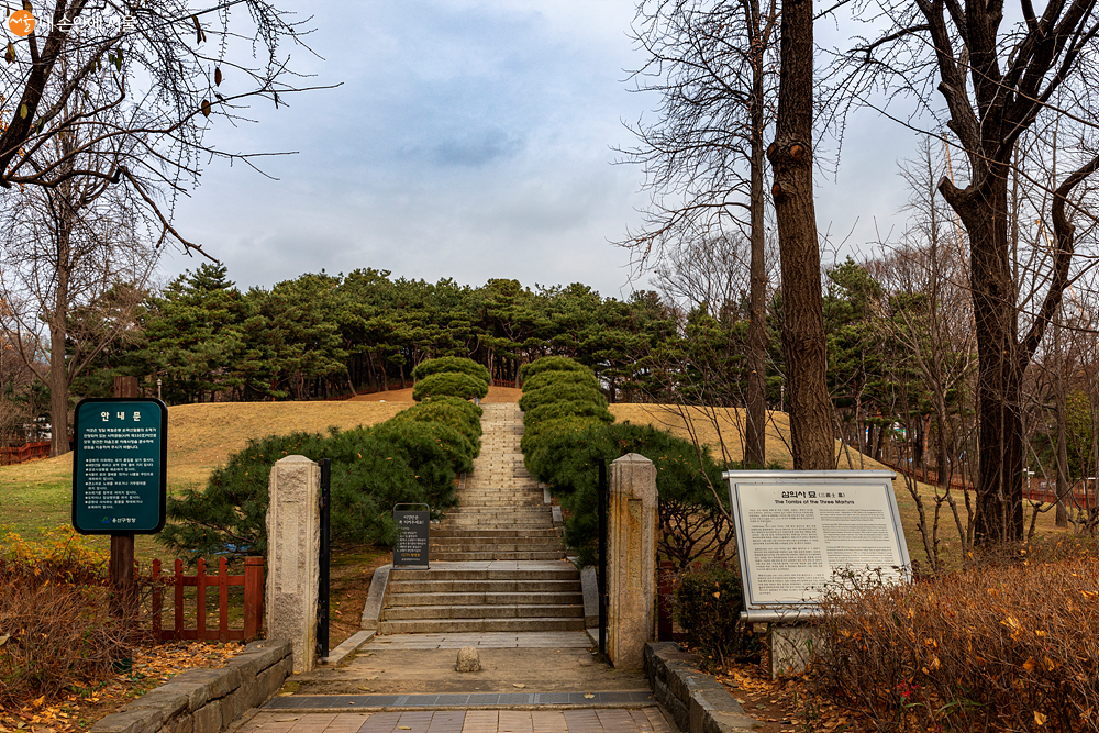  효창공원 입구에 들어가면 삼의사의 묘로 올라가는 계단 옆으로 반송들이 보인다